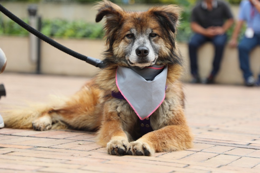 ¡Prográmese! Jornada de adopción de perros y gatos en el barrio El Muelle, Bogotá