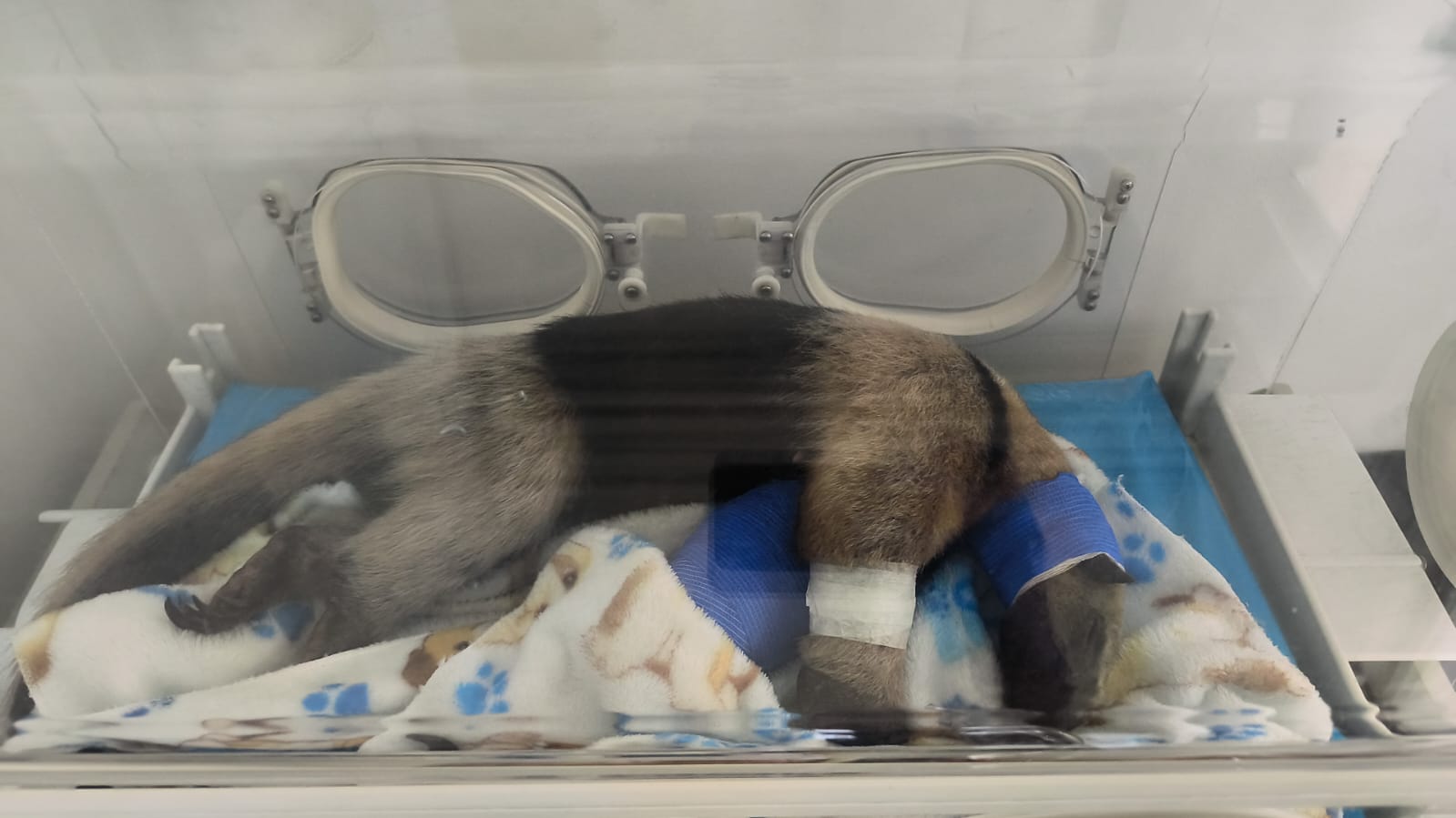Practican cirugía sin precedentes a un oso hormiguero en Antioquia tras atropellamiento