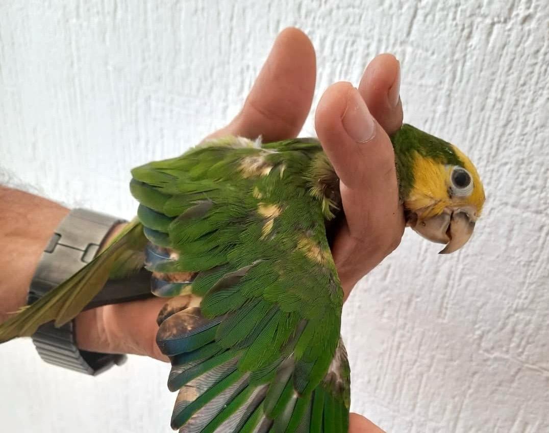 Decoloran y tiñen loros con químicos para venderlos como especie protegida