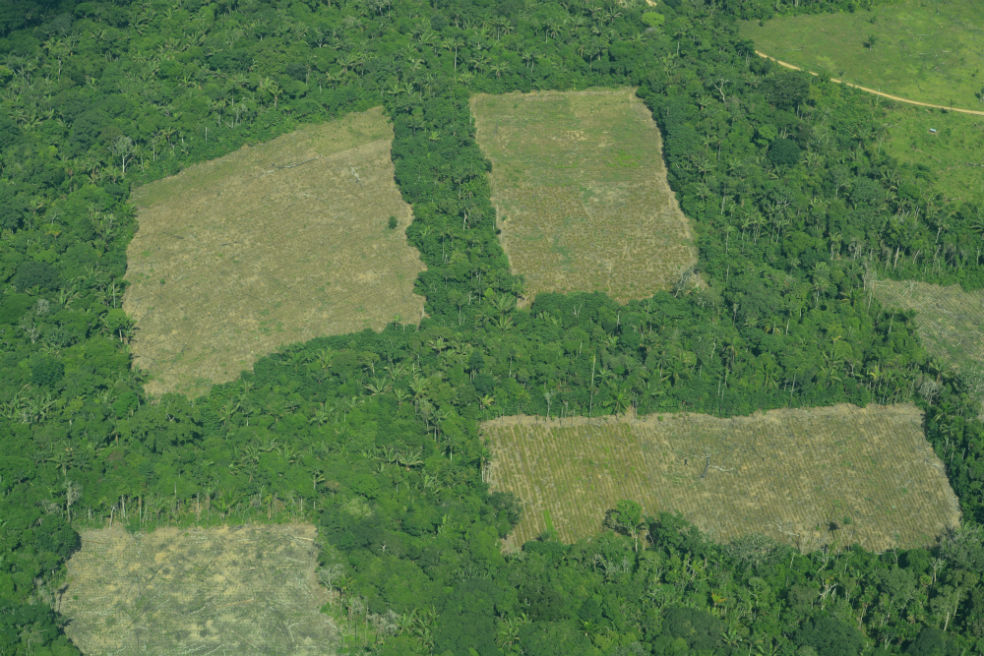 Las recomendaciones de la sociedad civil para proteger la selva amazónica