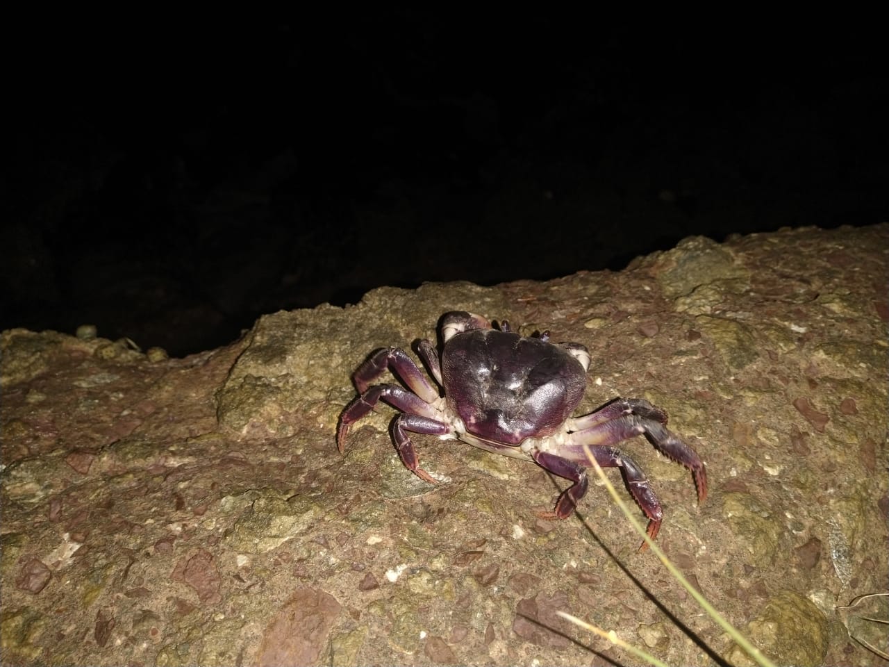 Inicia veda de cangrejo negro en San Andrés, Providencia y Santa Catalina
