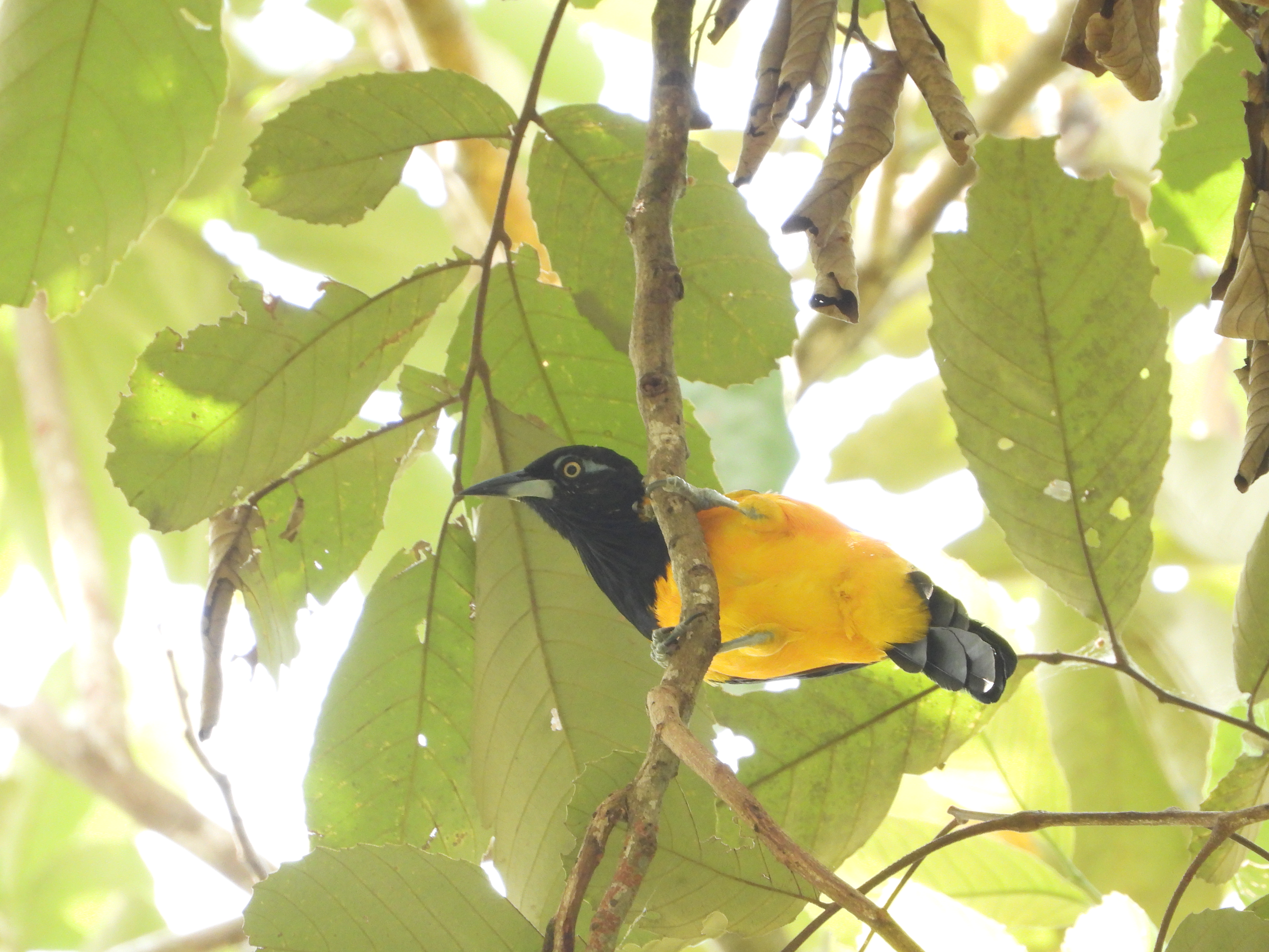 En Colombia hay más de 100 especies de aves amenazadas, pero podemos salvarlas
