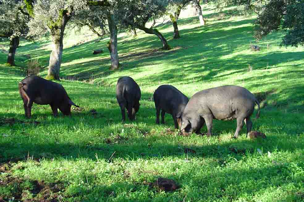 Vaya y Huelva