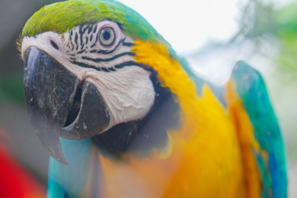 Animales silvestres rescatados en Antioquia comenzaron su rehabilitación en Bolívar