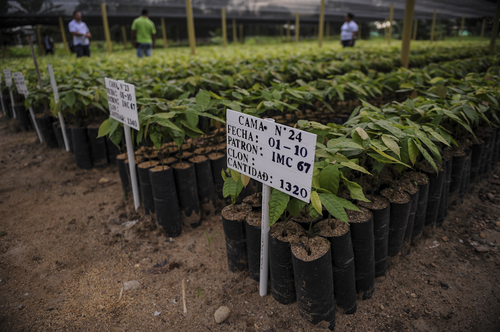 Campesinos del Caquetá tumban coca para sembrar cacao