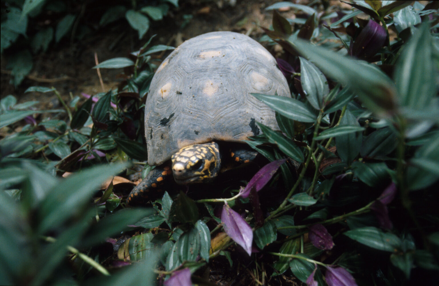 La caza furtiva, una amenaza para las tortugas y la biodiversidad en la Amazonia