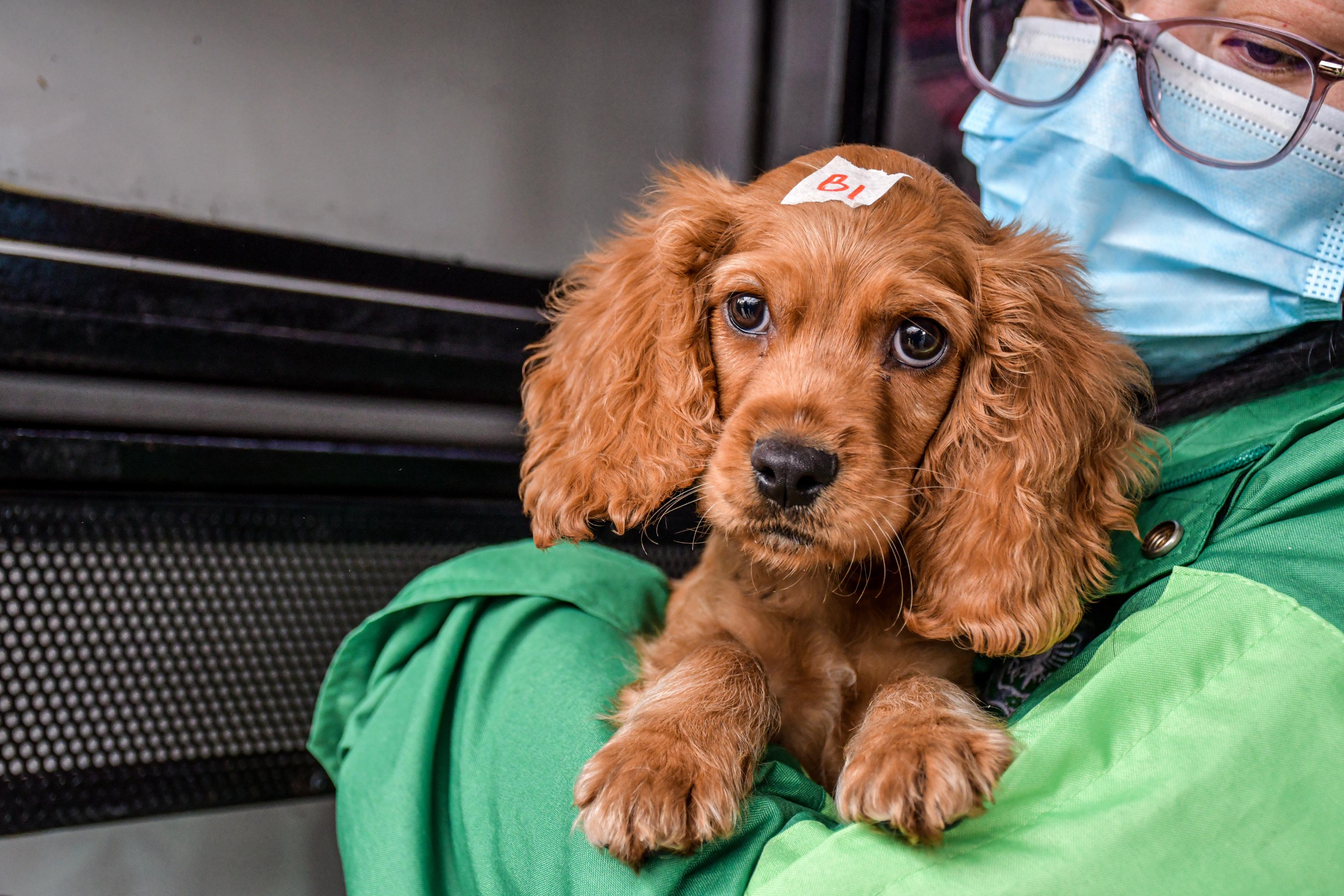 Venta de animales en la Avenida Caracas: un negocio bajo la lupa y la crítica