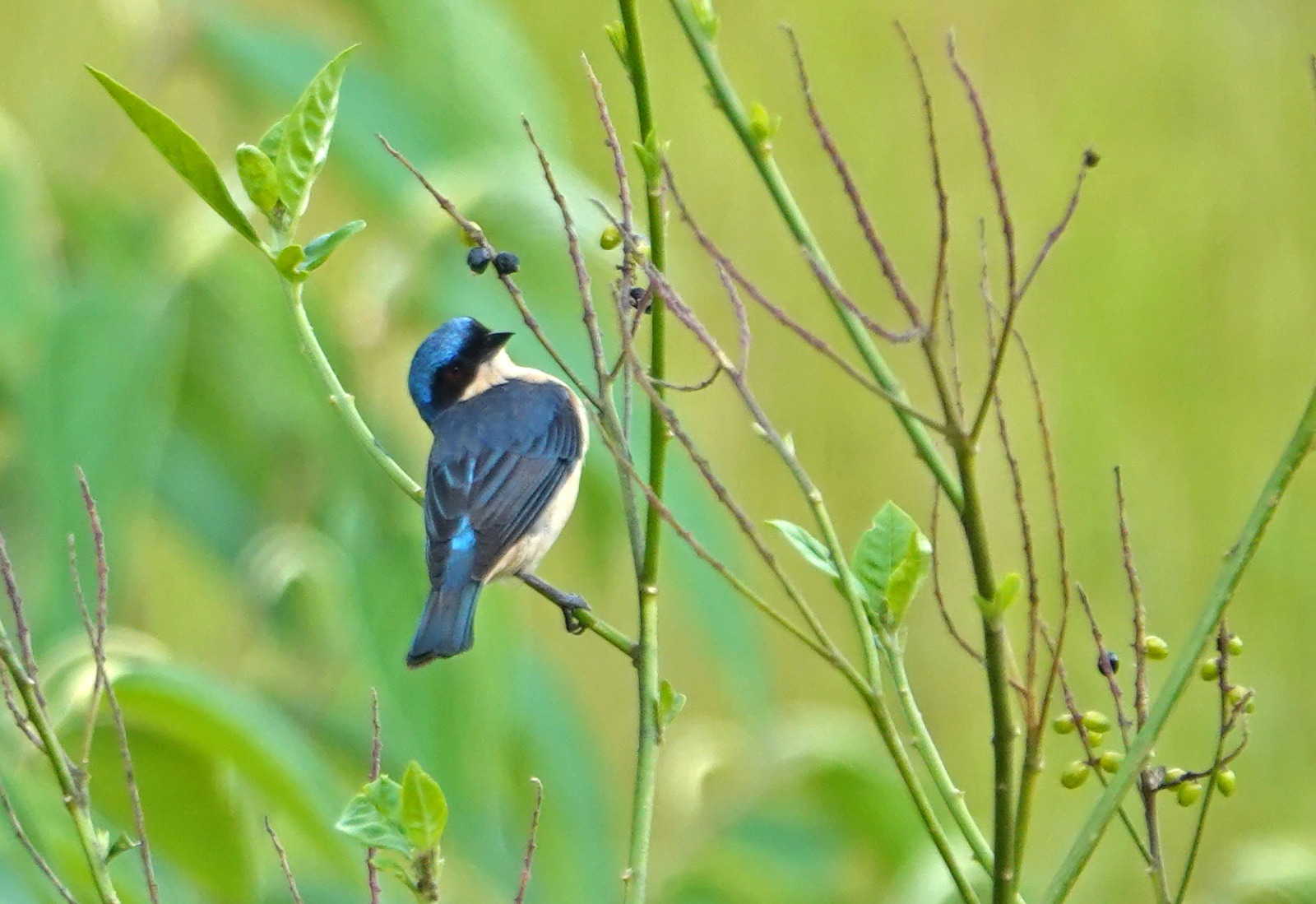 Global Big Day 2025: el evento que impulsa la conservación de aves en Colombia