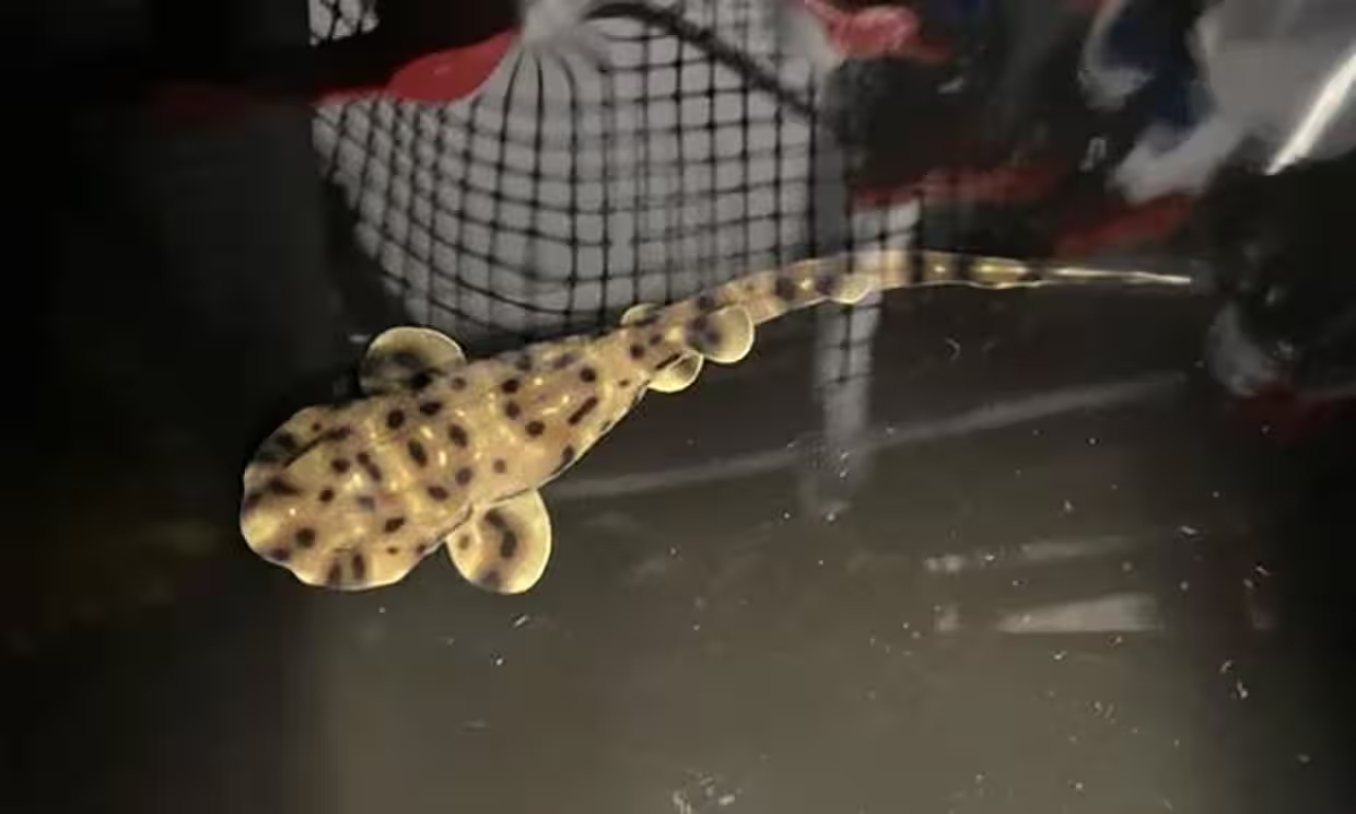 El nacimiento de un tiburón que reavivó el misterio de la reproducción asexual