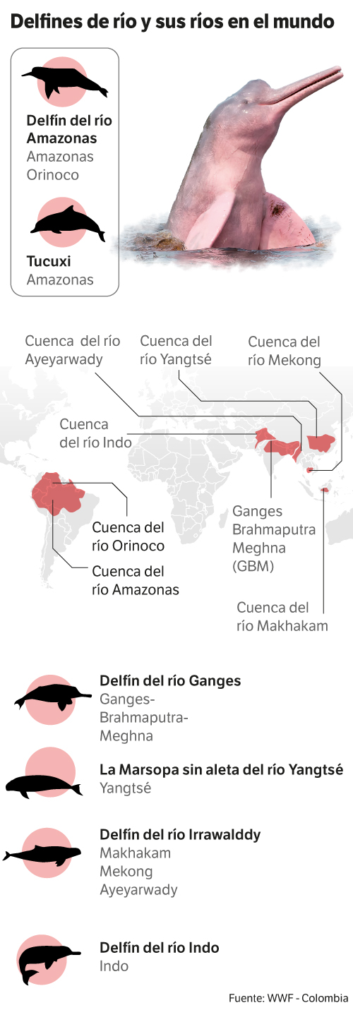 Delfines de río en el mundo. / Ilustración: Jonathan Bejarano
