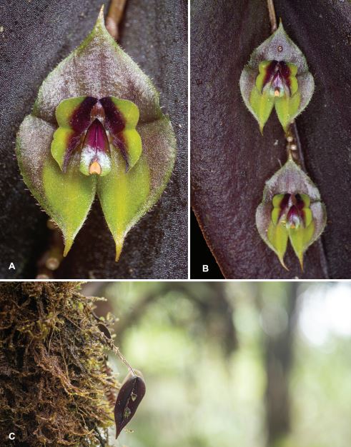 Lepanthes gloriagaleanoana: Honra a Gloria Galeano Garcés, una prolífica botánica colombiana. /Juan Sebastián Moreno y equipo.