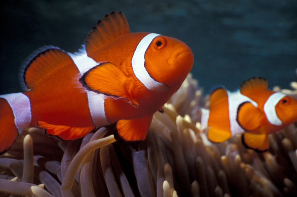 Buscando a Nemo nos oculta un dato muy importante sobre el pez payaso, ¿cuál es?