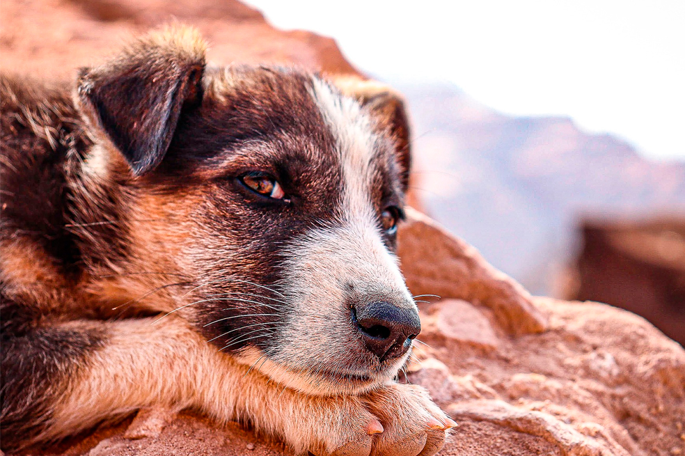 (VIDEO) ¿Qué cuidados necesita un perro viejo? Cinco consejos