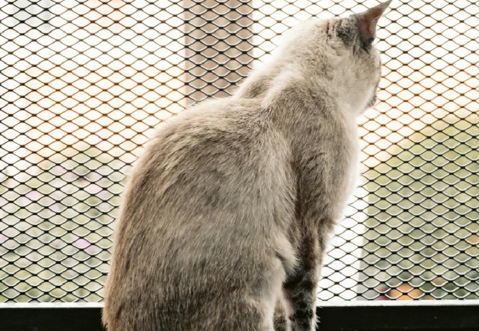 ¿Se despide de su mascota antes de salir? Esto dicen los expertos sobre este hábito