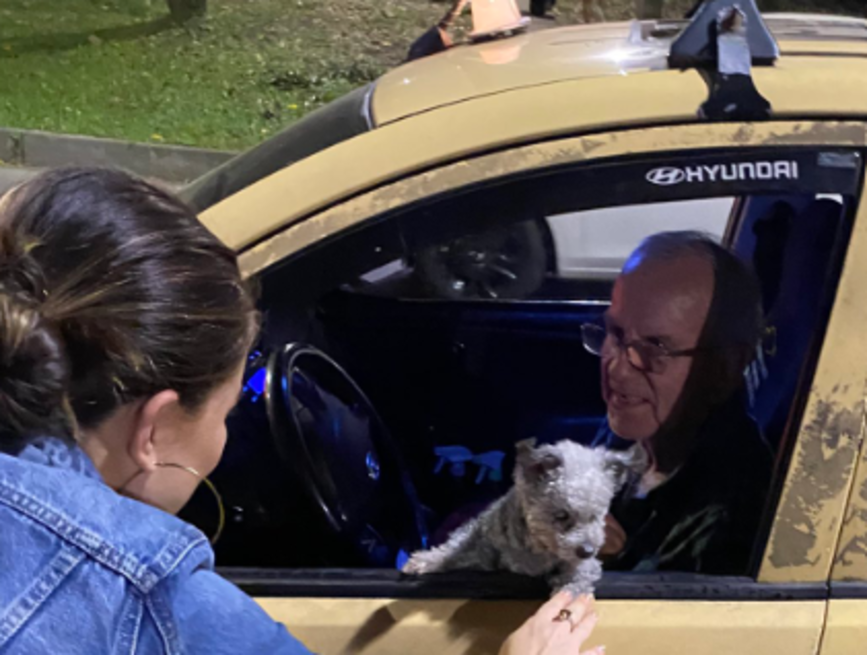 Lola, la perrita ciega que fue rescatada por taxista y ahora recorre Medellín