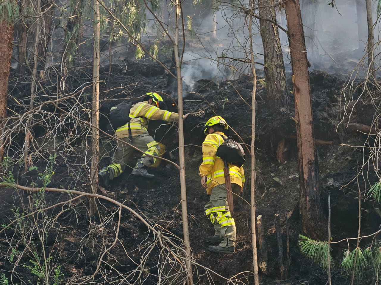 Dos bomberos intentan extinguir focos de incendio en una montaña de pinos.