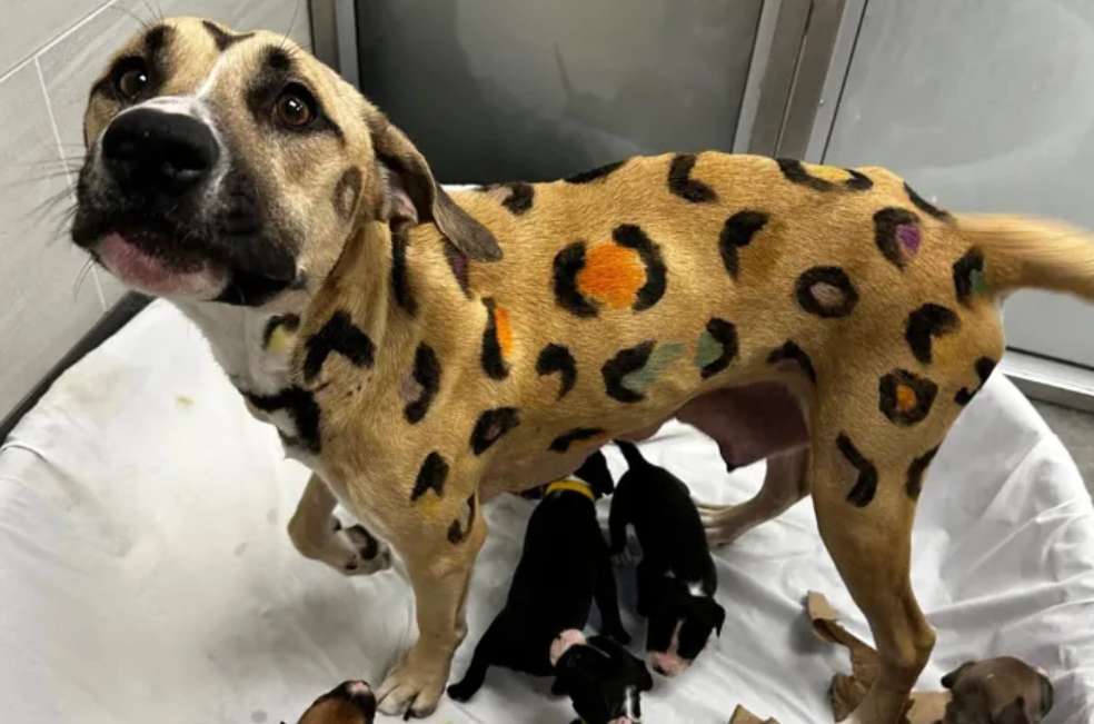 El rescate del “perro leopardo”: una pitbull pintada y en grave estado de salud