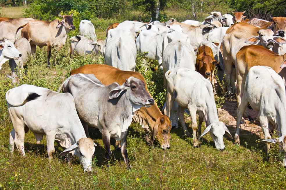 Si las vacas votaran…