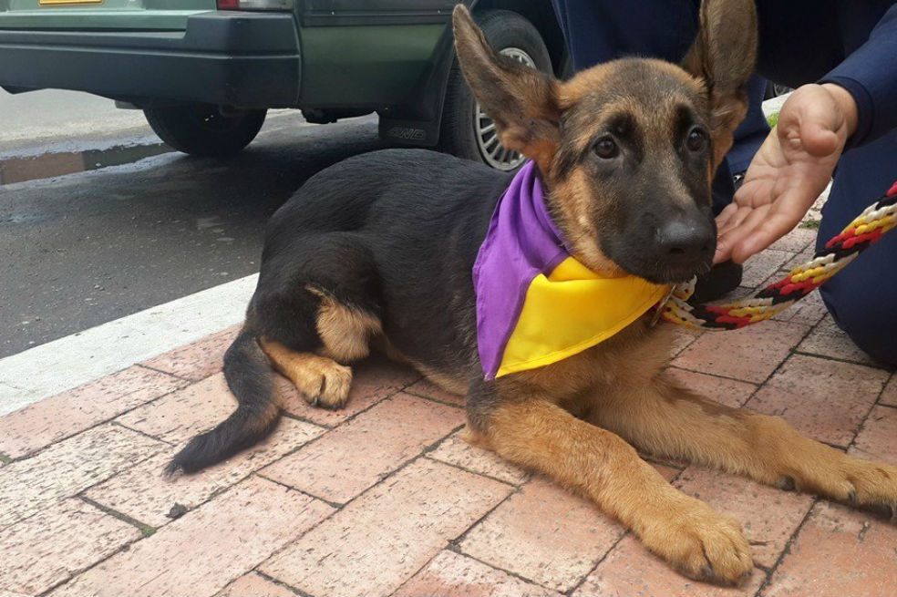 Jacobo II, el nuevo perro rescatista del cuerpo de Bomberos de Bogotá