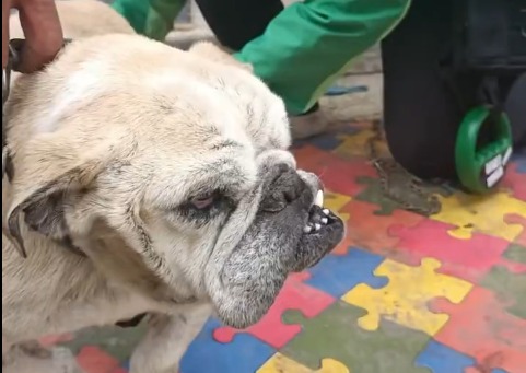 Rescatan a Wanda, una bulldog presuntamente explotada en criadero ilegal en Bosa