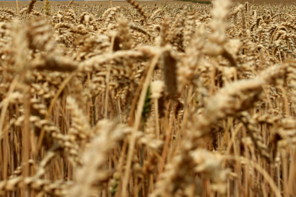 FAO pide intercambiar alimentos porque 18 países de Latinoamérica los importan