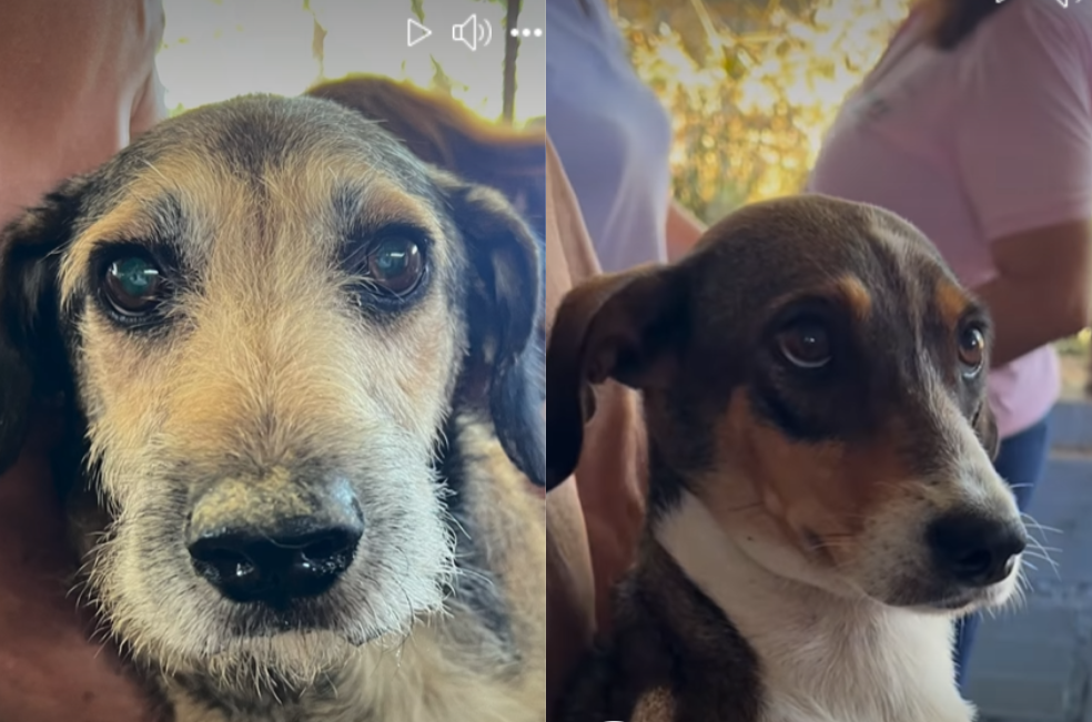 22 perros quedan a la deriva tras el fallecimiento de su rescatista en el Valle
