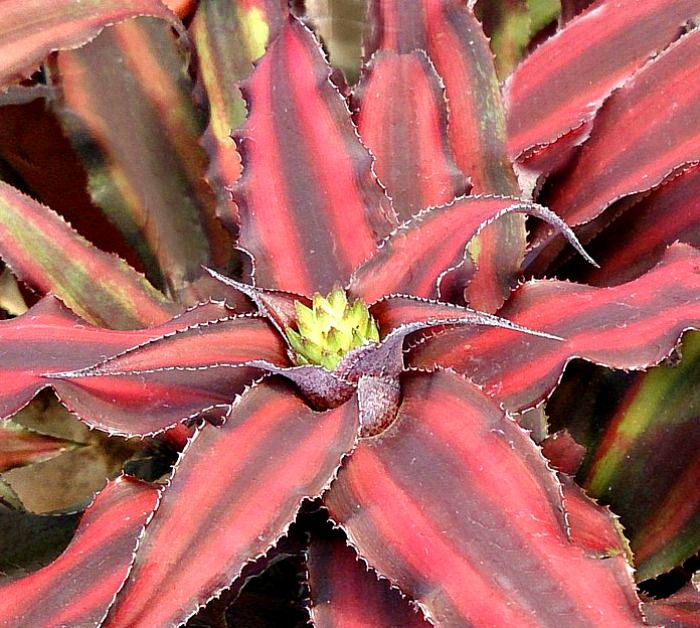 Planta de interior muy popular