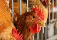Situación de la gripe aviar en Colombia: siete municipios son foco de contagio