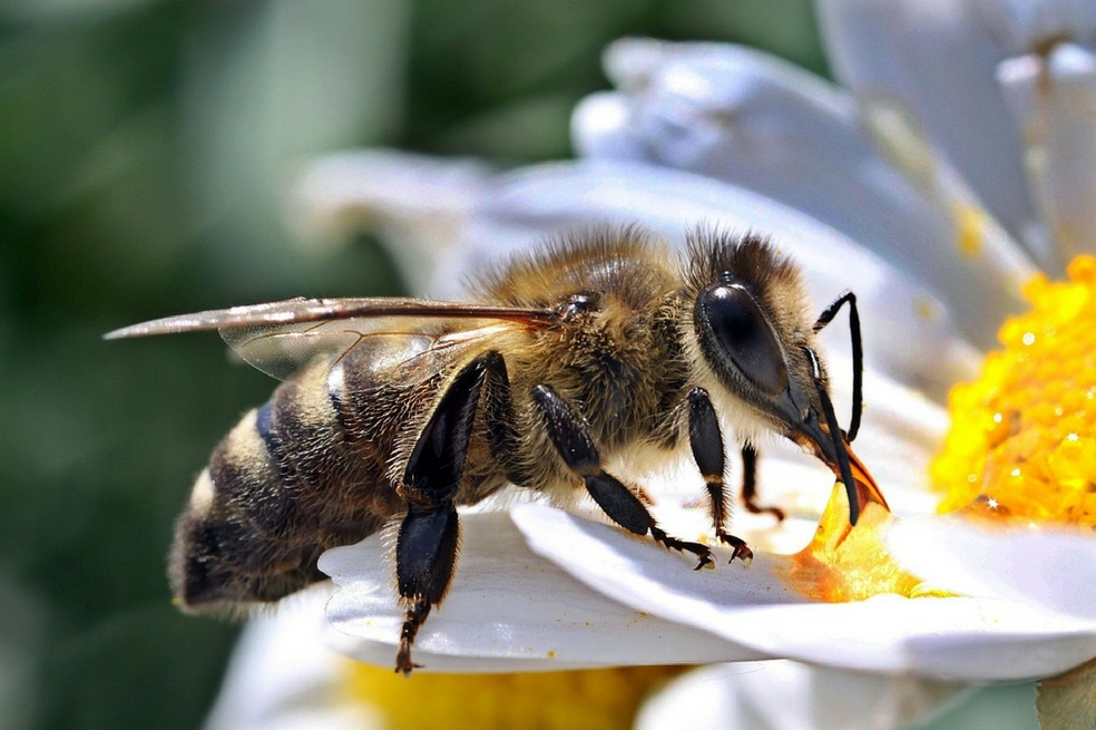 El 20 de mayo será el Día Mundial de la Abeja