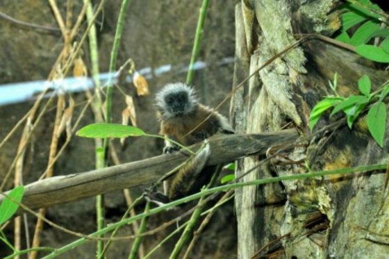 Nace el primer mono Tití en el bioparque Ukumarí, de Pereira