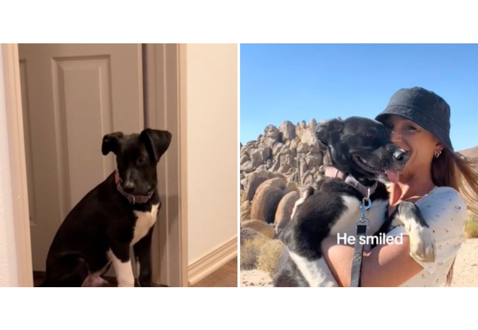 “No merecemos a los animales”: perro maltratado pudo encontrar la felicidad