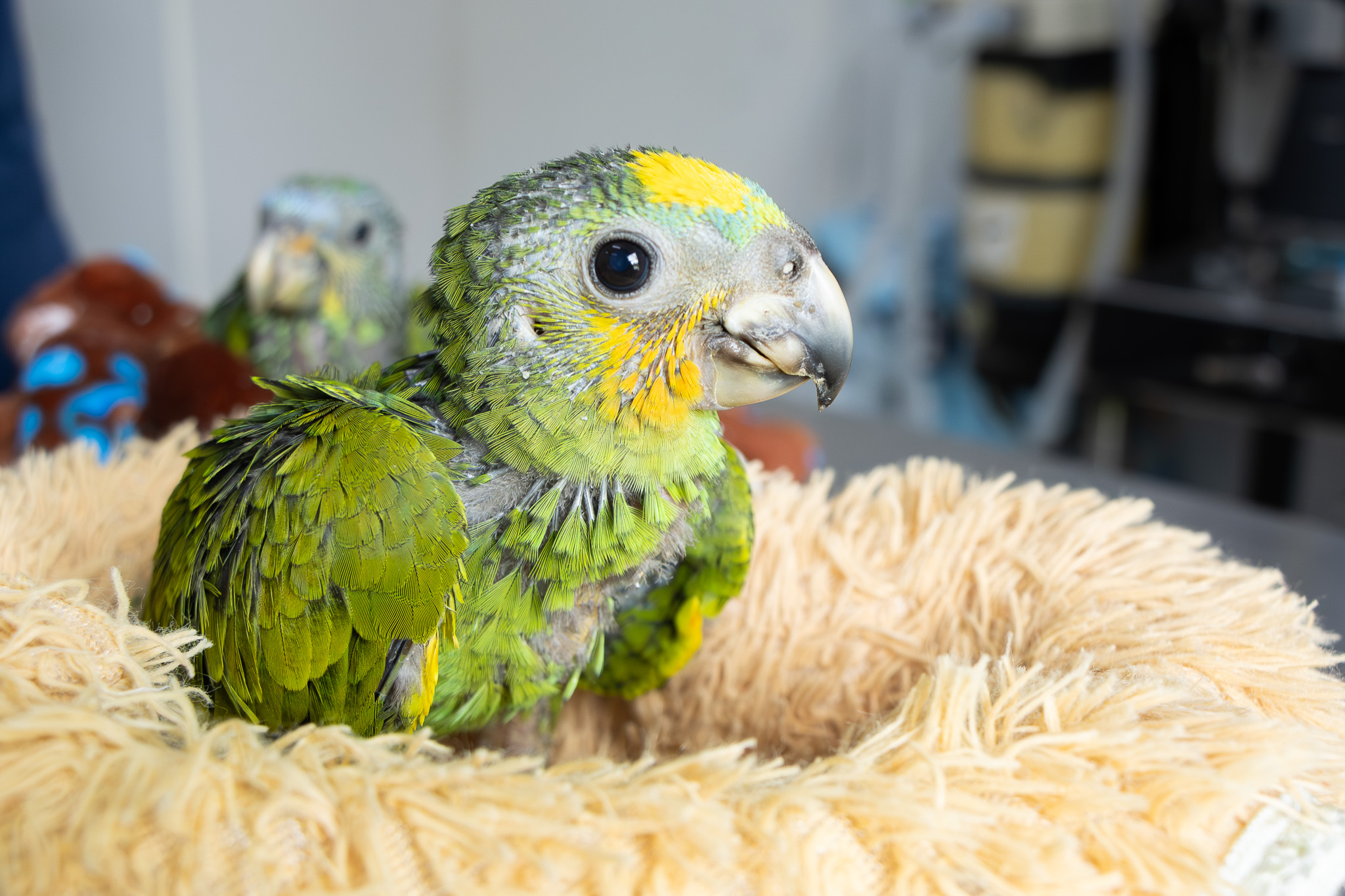Loros decomisados