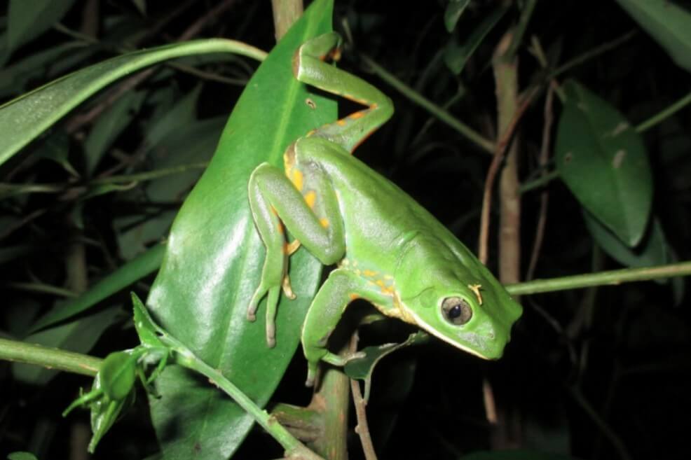 En América del Sur viven 2.623 especies de ranas y sapos según último censo