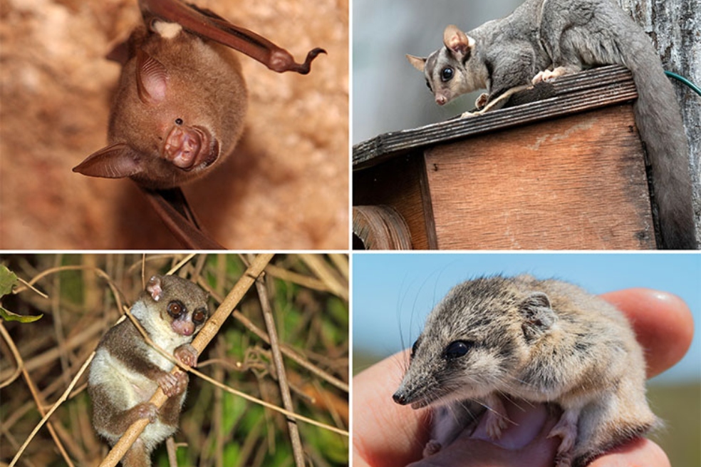Así es como algunos animales cambian su temperatura corporal para sobrevivir