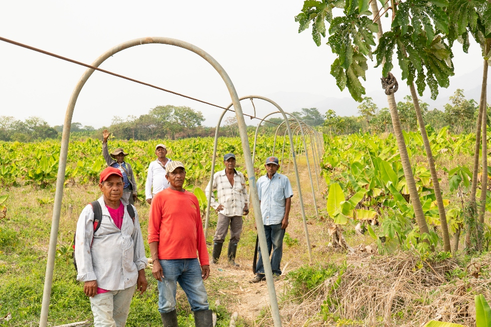 “Las Franciscas”, el micrositio sobre la lucha por la tierra en la Zona Bananera
