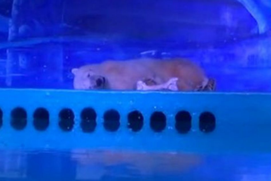 La tristeza de un oso polar encerrado en China que une a defensores de animales