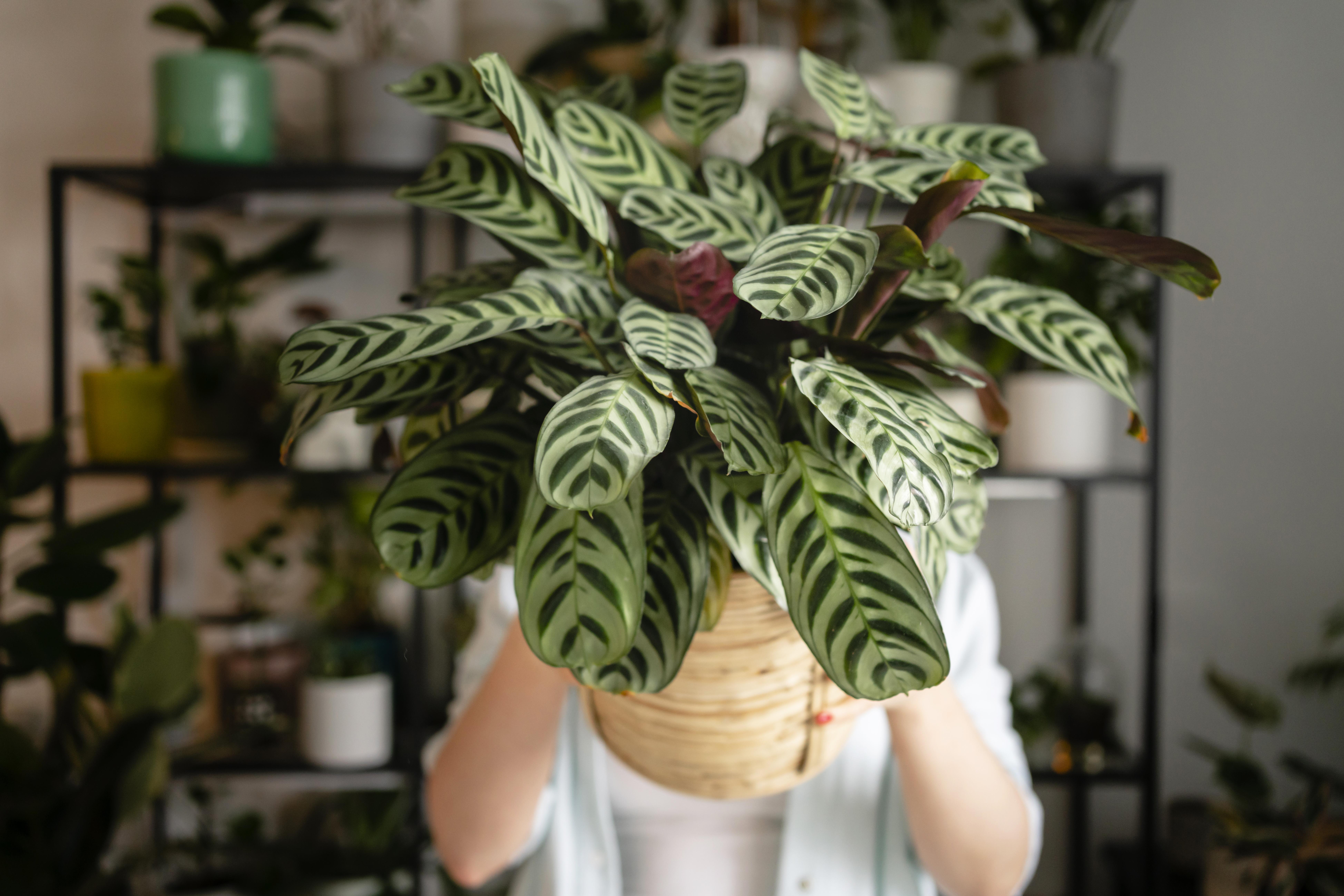 ¿Por qué la calathea se enrolla o cierra sus hojas de noche y qué significa?