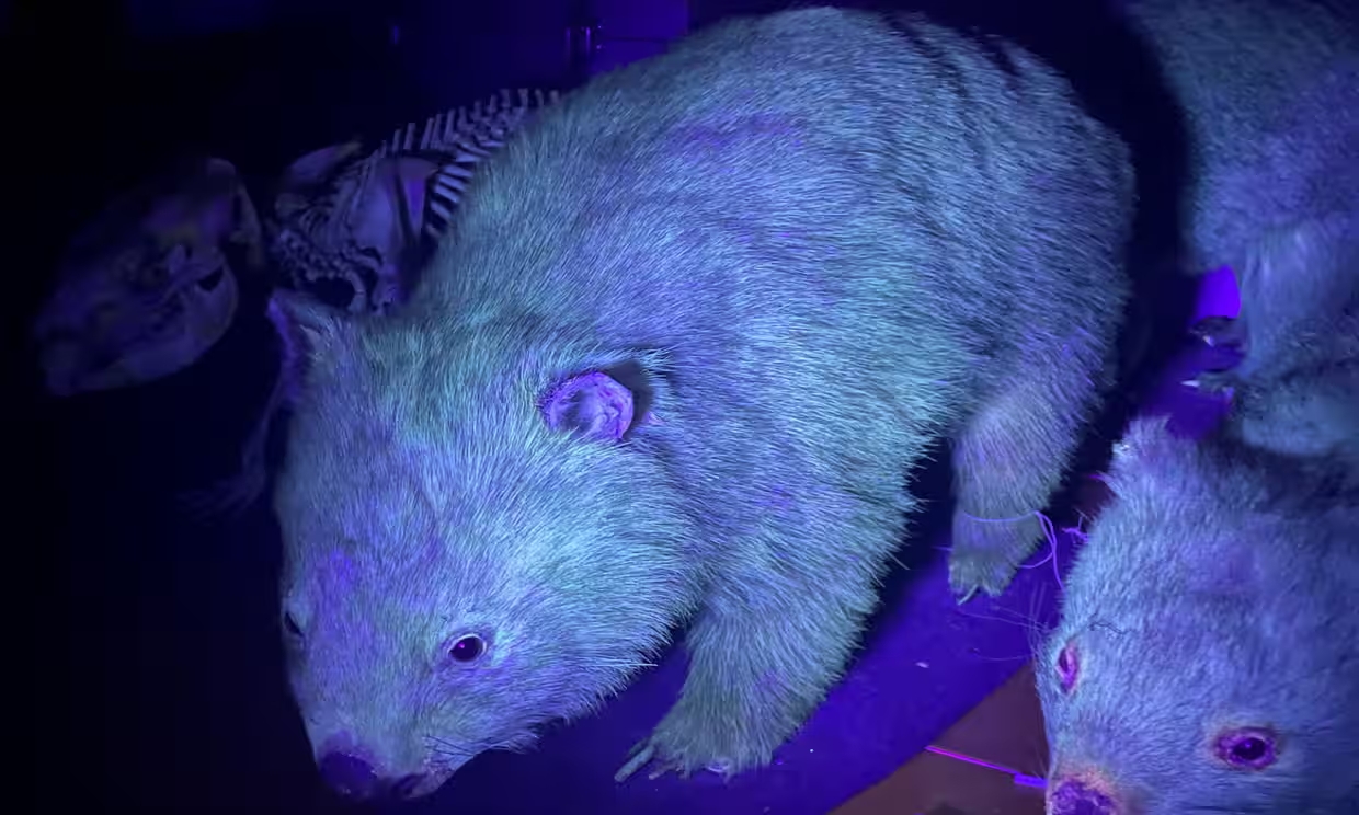 ¿Ha visto un mamífero fluorescente? Son más comunes de lo que se creía