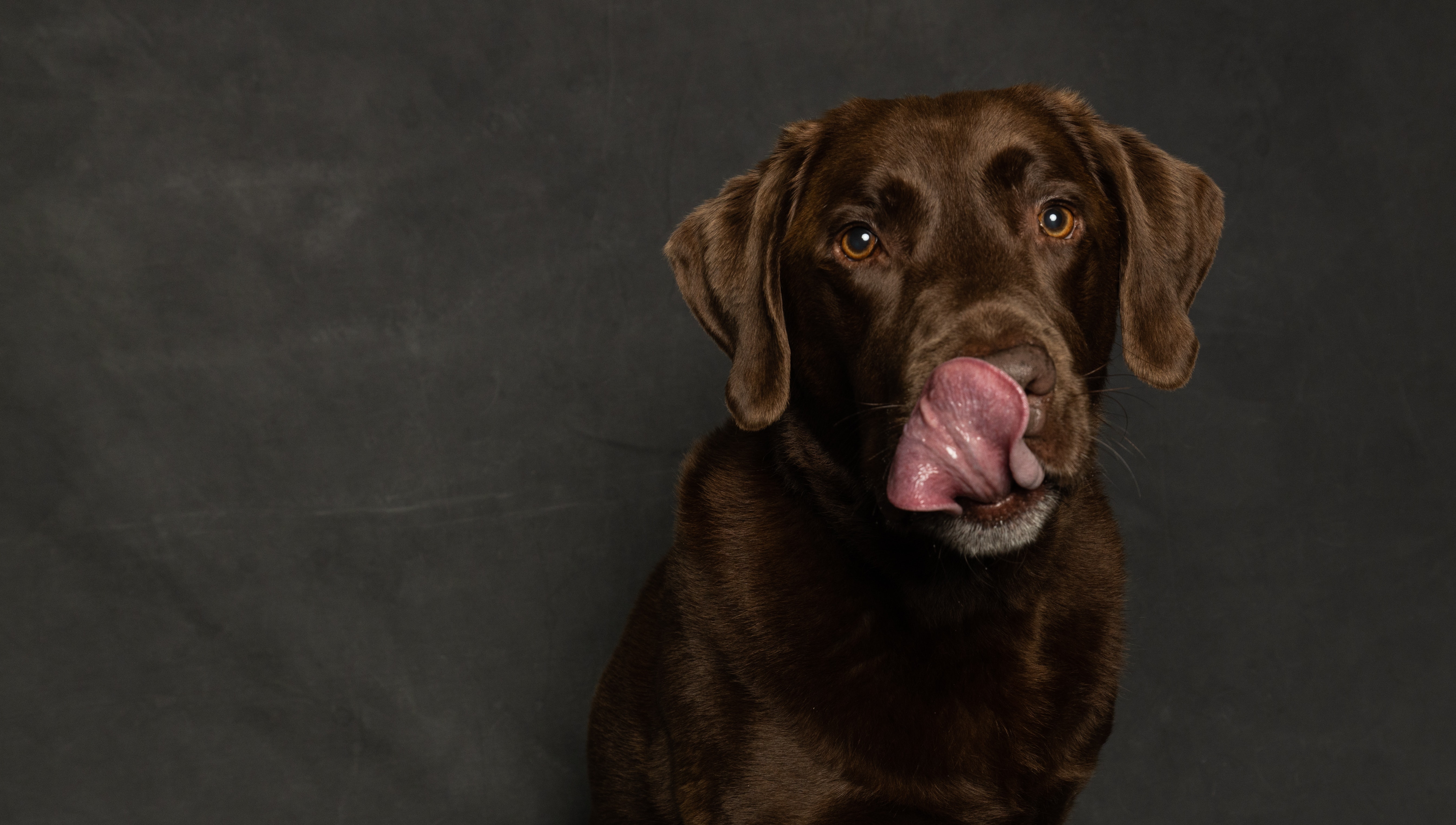¿Tu perro te lame con frecuencia Estas serían las razones de por qué lo hace