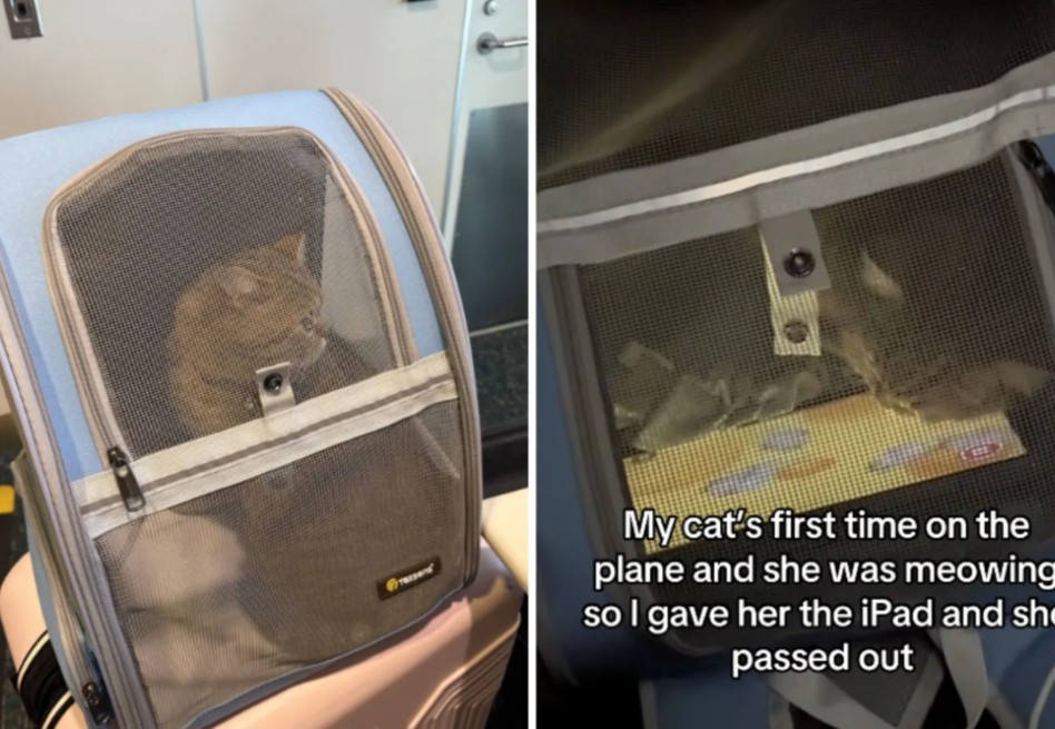 Esta fue la creativa idea que una pasajera usó para tranquilizar a su gata en pleno vuelo