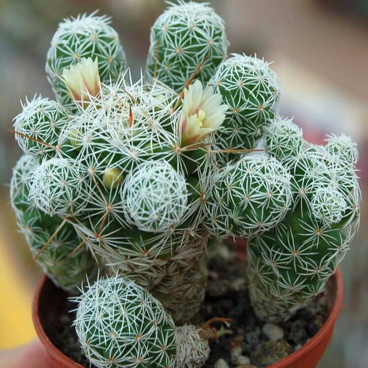 La Mammillaria gracilis, conocida como cactus dedal, tiene un curioso truco para multiplicarse: sus pequeños hijuelos se desprenden fácilmente de la planta madre y pueden echar raíces por su cuenta. Así, lo que comienza como un solo cactus puede convertirse rápidamente en un grupo de diminutos tallos cubiertos de espinas blancas. Además, en época de floración sorprende con pequeñas flores crema y rosadas que parecen coronas.