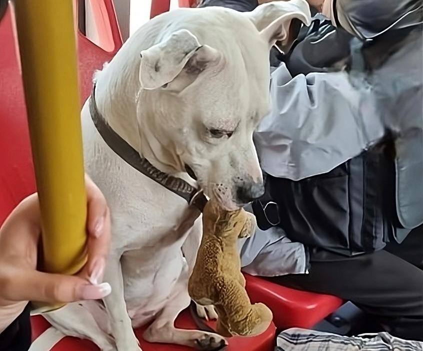 Perrito sentado en silla de Transmilenio con su peluche genera controversia