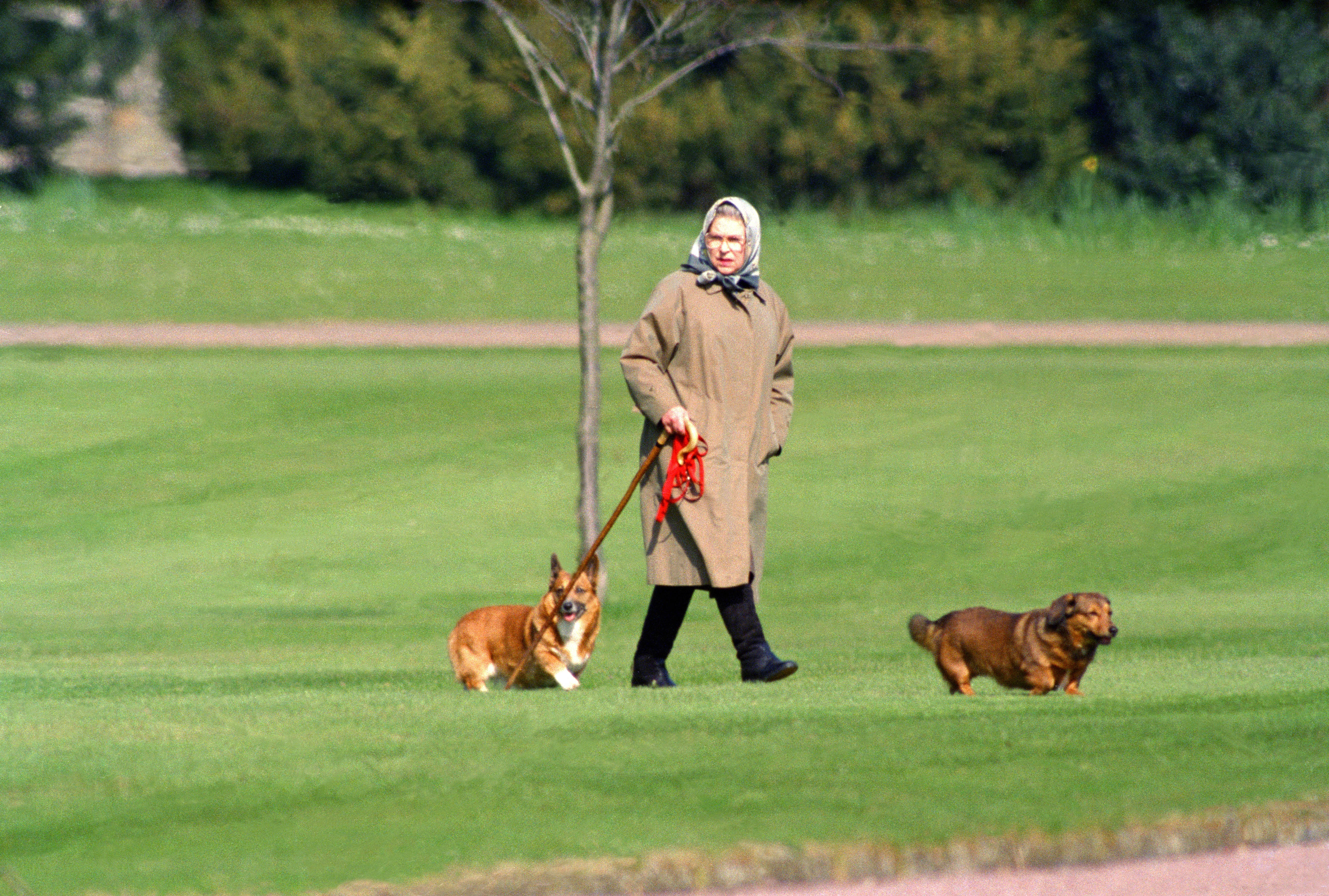 Isabel II: sus famosos corgis serán protagonistas de una exposición en Londres