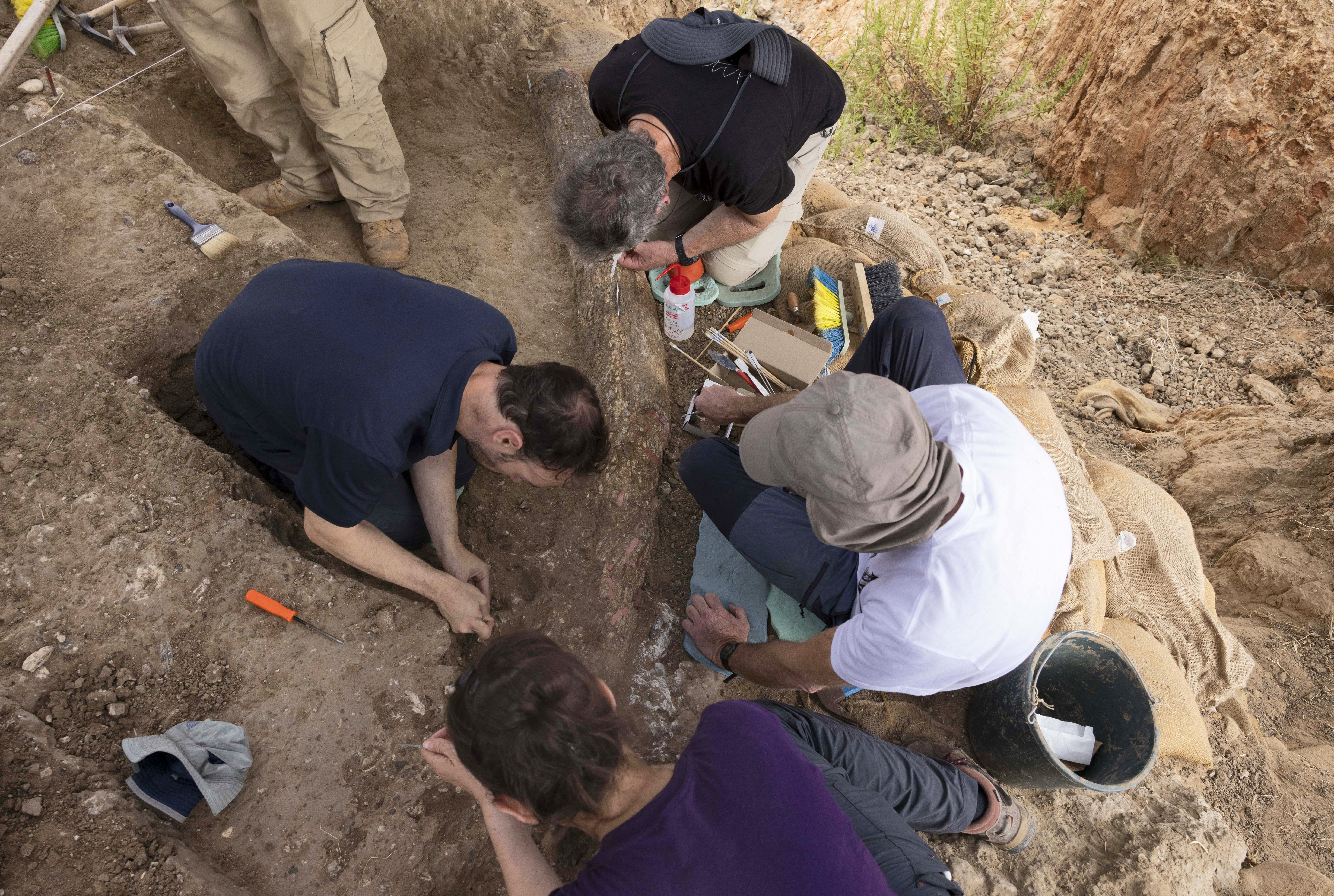 Descubren en Israel colmillo de elefante de 500.000 años