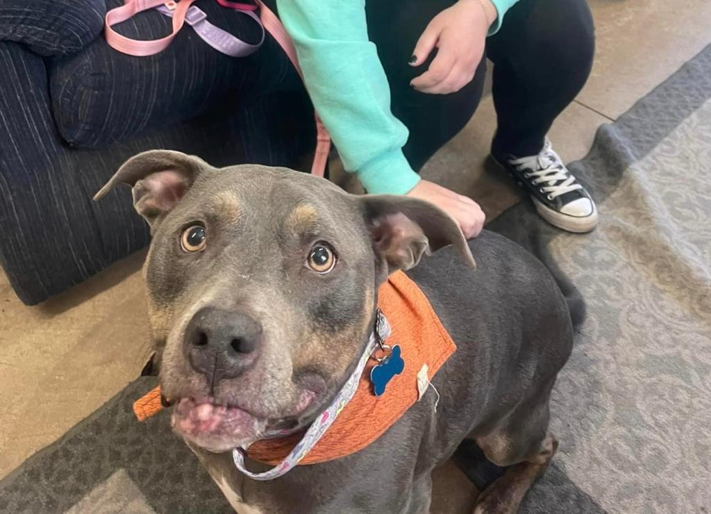 ¿Una señal? Mujer adopta perrita que tenía el pañuelo de su mascota fallecida