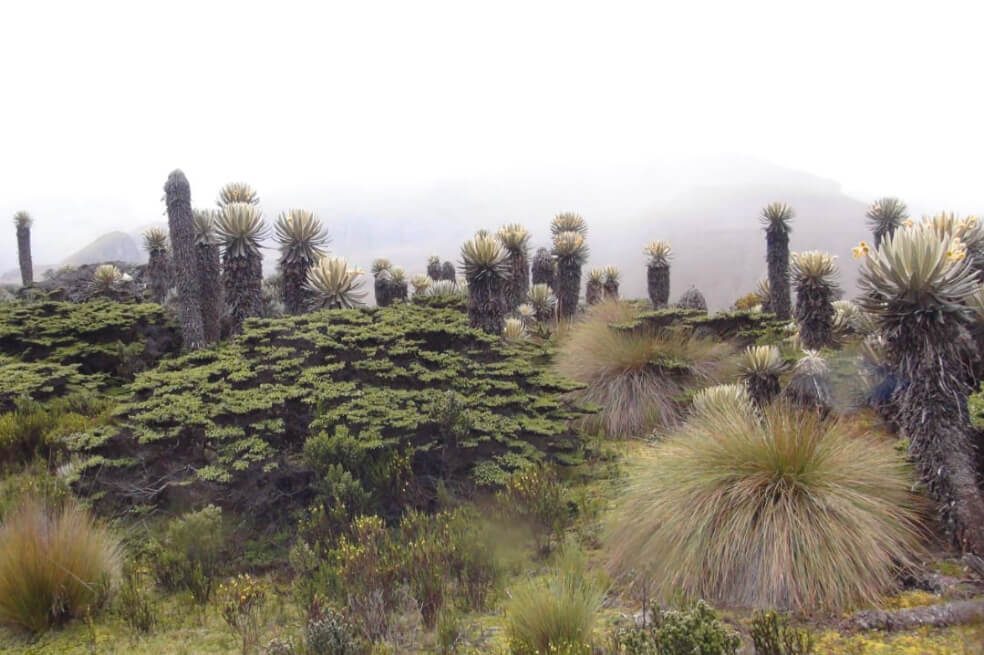 Turismo de alta montaña: oxígeno para los páramos