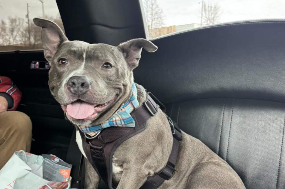 Chester, el perro que nadie quería, es adoptado y llega a su nuevo hogar en limusina