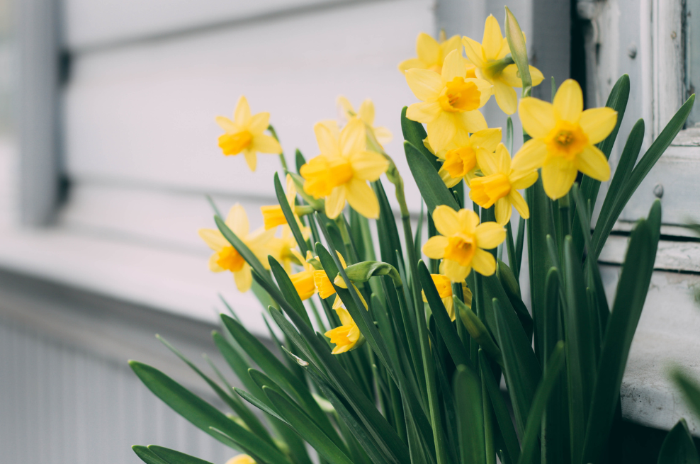¿Por qué se regalan flores amarillas el 21 de marzo? Historia del trend de TikTok