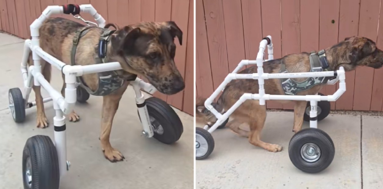 Perrito recibe silla de ruedas hecha por empleados de una tienda de construcción