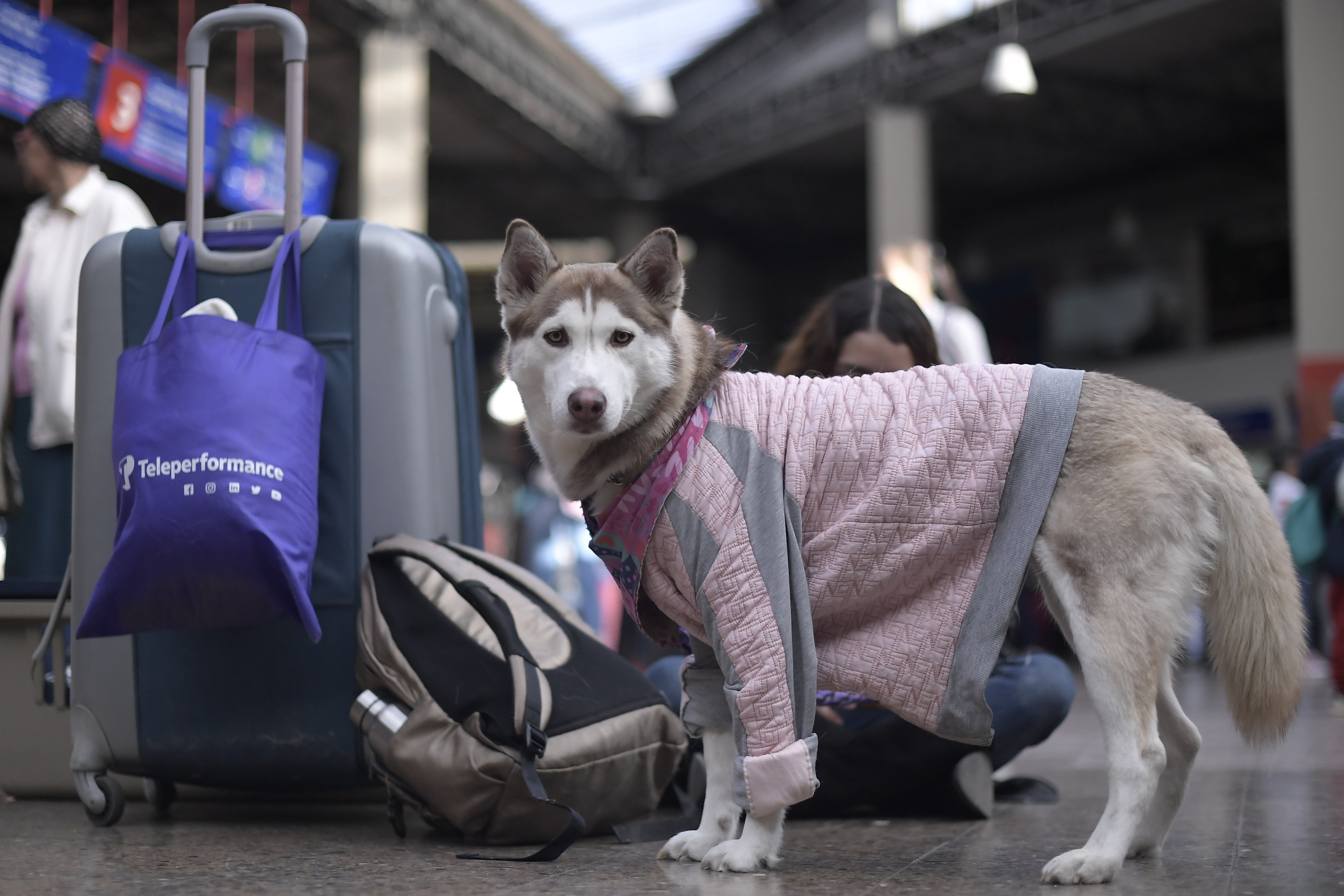 ¿Cómo preparar a mi mascota para un viaje largo en Semana Santa?